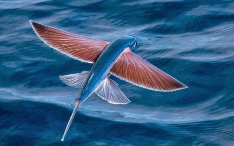 世界上有什么鱼会飞：燕鳐鱼一般叫飞鱼(在海面滑翔)