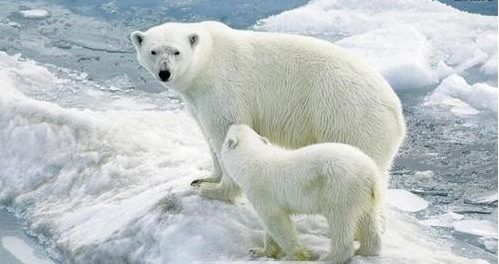 世界上最保暖的皮毛 —— 北极熊
