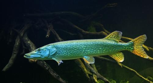 世界上最长寿的鱼