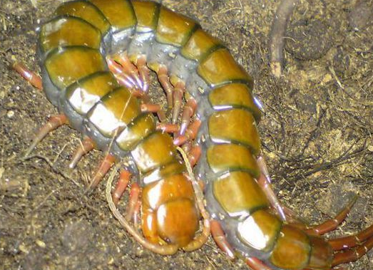 世界上最可怕的蜈蚣 什么颜色的蜈蚣最毒