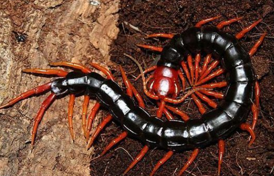 世界上最可怕的蜈蚣 什么颜色的蜈蚣最毒