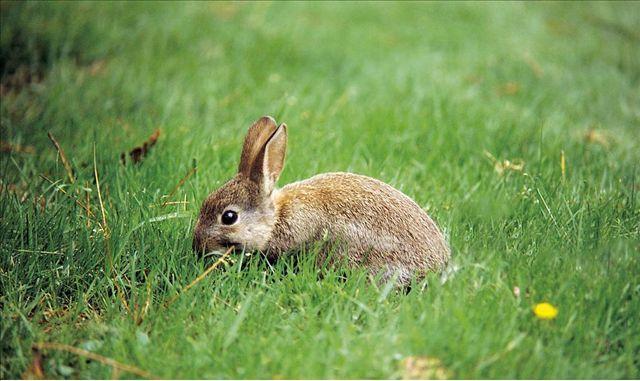 兔子是啮齿动物吗