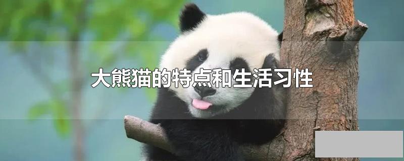 大熊猫的特点和生活习性