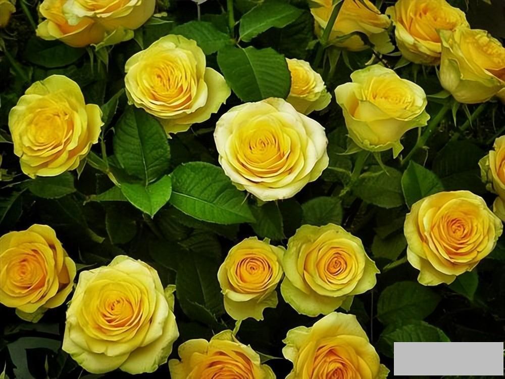 黄玫瑰花代表什么意思（简述黄玫瑰真正的花语）